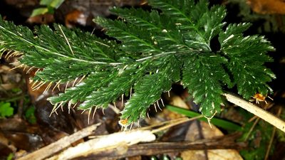 Abrodictyum elongatum, photographed by naturewatchwidow