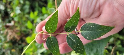 Apios americana, photographed by Antonia Bookbinder