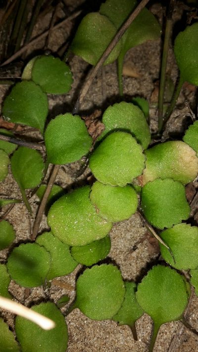 Leptinella rotundata, photographed by naturewatchwidow