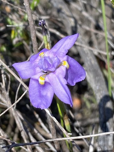 Moraea bipartita, photographed by Dave U