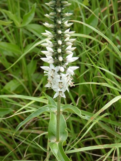 Coutoubea spicata, photographed by Kai Squires