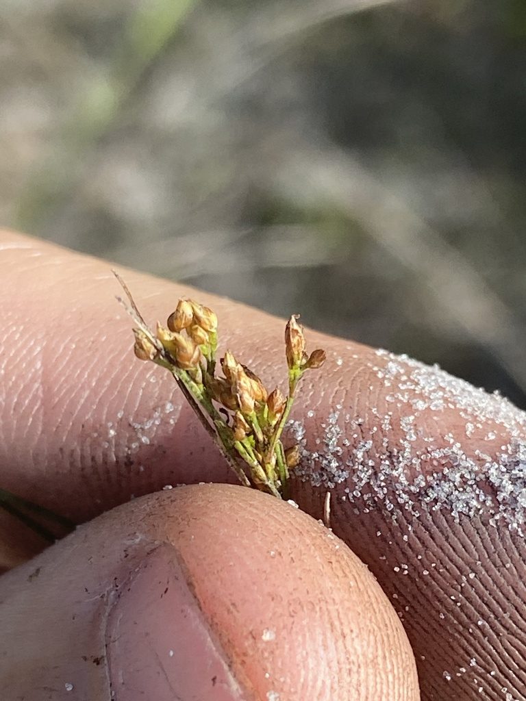 Rhynchospora pusilla, photographed by brycelee