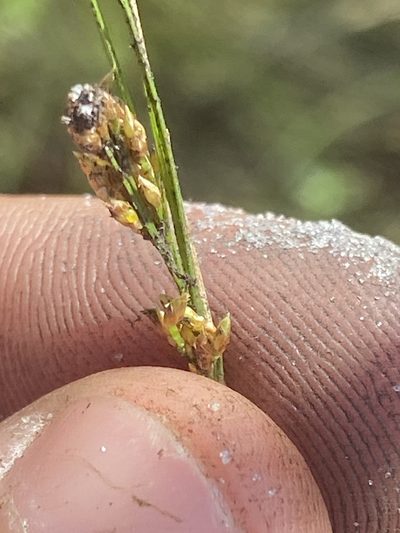 Rhynchospora pusilla, photographed by brycelee