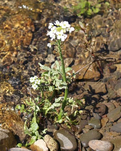 Cardamine tenera, photographed by Юрий Данилевский (Yuriy Danilevsky)
