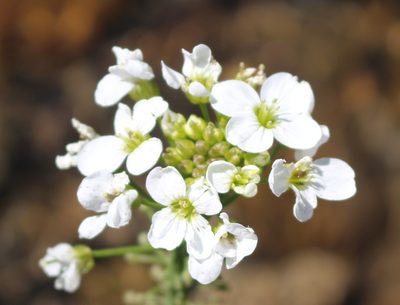 Cardamine tenera, photographed by Юрий Данилевский (Yuriy Danilevsky)