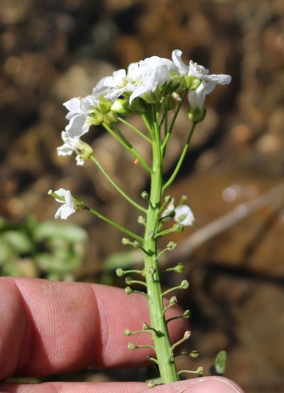 Cardamine tenera, photographed by Юрий Данилевский (Yuriy Danilevsky)