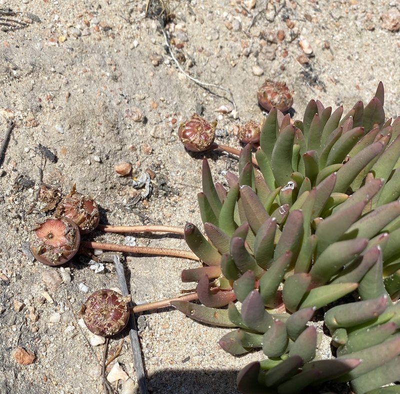 Cephalophyllum subulatoides, photographed by Dave U