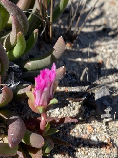Cephalophyllum subulatoides, photographed by Dave U