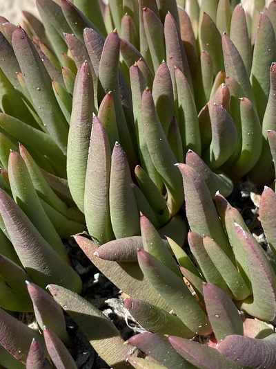 Cephalophyllum subulatoides, photographed by Dave U