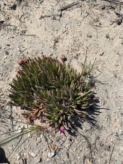 Cephalophyllum subulatoides, photographed by Dave U