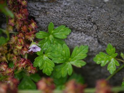 Geranium nepalense, photographed by Dinesh Valke