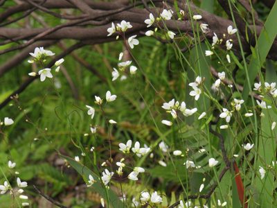 Heliophila meyeri, photographed by Jeremy Gilmore