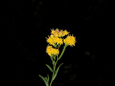 Euthamia occidentalis, photographed by Daniel S.