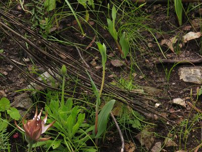 Pterygodium catholicum, photographed by Jeremy Gilmore