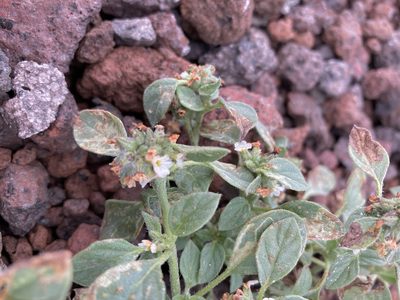 Heliotropium europaeum, photographed by Caleb Catto