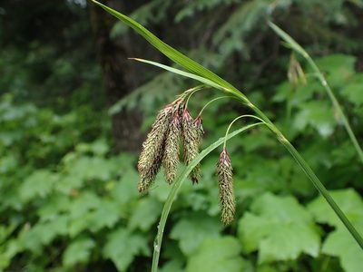 Carex mertensii, photographed by Ellyne Geurts