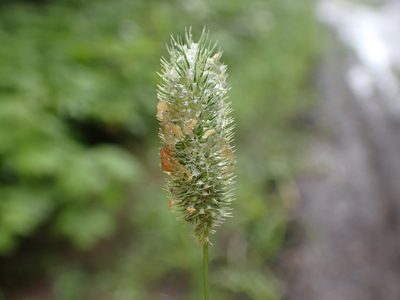 Phleum alpinum, photographed by Ellyne Geurts