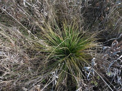 Deschampsia cespitosa, photographed by Силаева Татьяна Борисовна