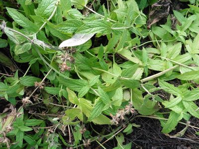 Stachys palustris, photographed by Силаева Татьяна Борисовна