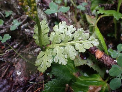 Botrychium pinnatum