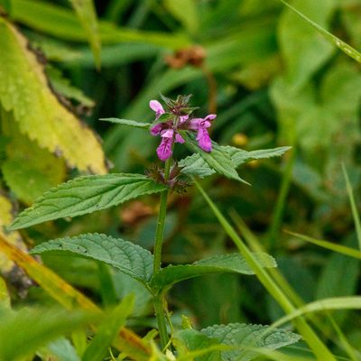 Stachys palustris, photographed by Dmitry Boldyrev