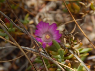 Lampranthus debilis, photographed by melda