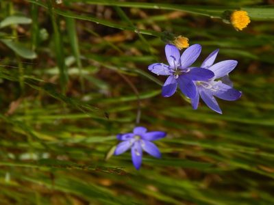 Geissorhiza aspera, photographed by melda