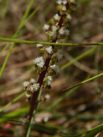 Triglochin bulbosa, photographed by melda