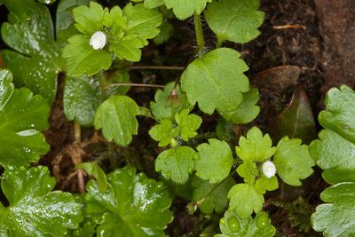 Veronica panormitana, photographed by Drepanostoma