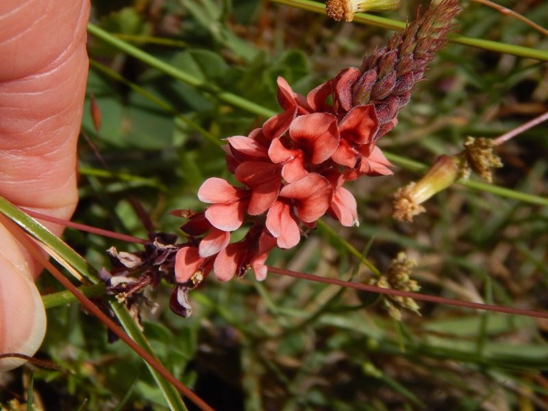 Indigofera psoraloides, photographed by melda