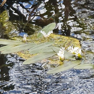Aponogeton distachyos, photographed by Corli du Toit Smith