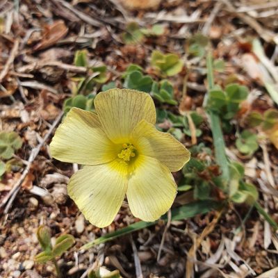 Oxalis obtusa, photographed by Corli du Toit Smith
