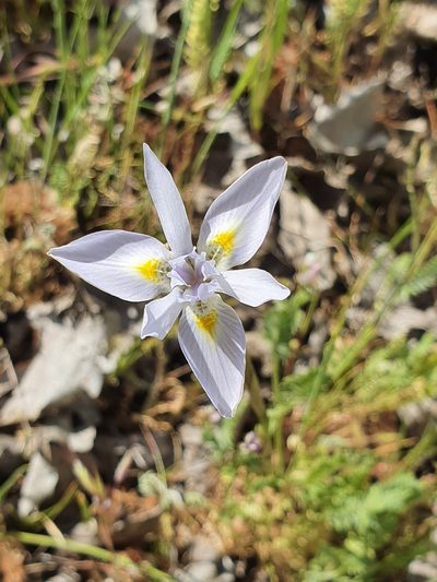 Moraea cedarmontana, photographed by Corli du Toit Smith