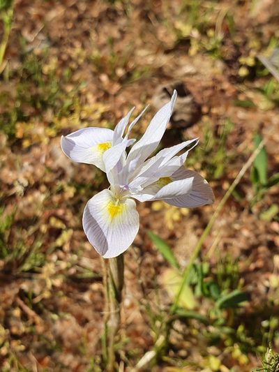Moraea cedarmontana, photographed by Corli du Toit Smith