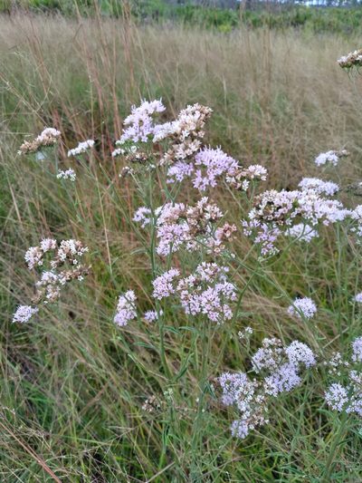 Hartwrightia floridana, photographed by Scott Ward