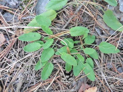 Veronica spicata, photographed by Силаева Татьяна Борисовна