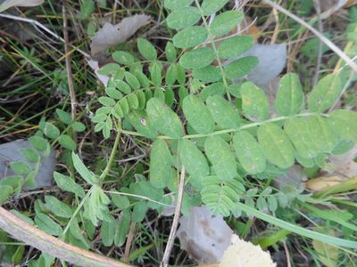 Astragalus cicer, photographed by Силаева Татьяна Борисовна