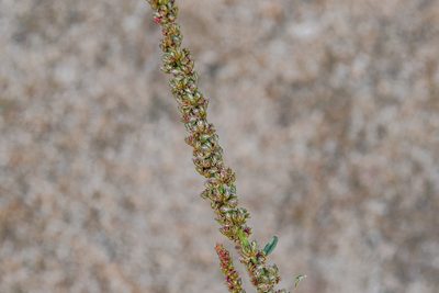 Amaranthus tuberculatus