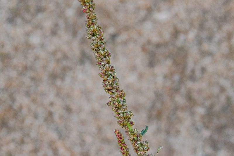 Amaranthus tuberculatus, photographed by Jay Pruett