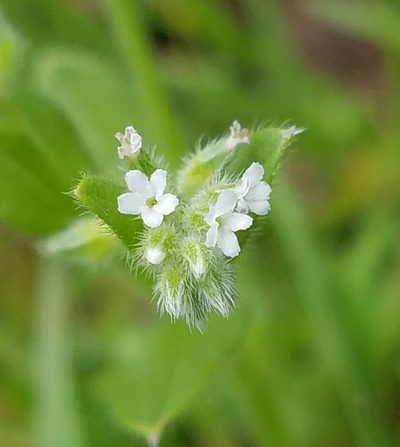 Myosotis verna, photographed by Jennifer Harris