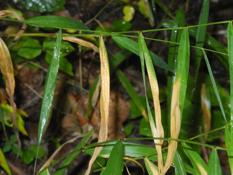 Muhlenbergia tenuiflora, photographed by Michael J. Papay