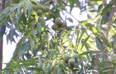 Carya illinoinensis, photographed by Millie Basden