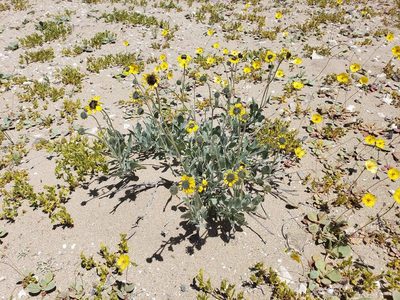 Encelia canescens, photographed by Cesar Ormazabal