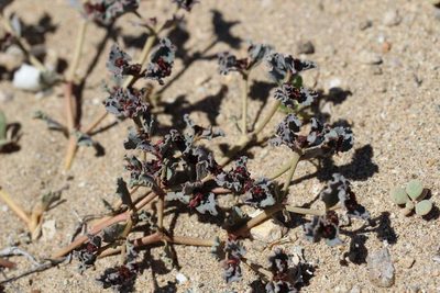 Euphorbia copiapina, photographed by Cesar Ormazabal