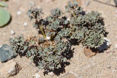 Euphorbia copiapina, photographed by Cesar Ormazabal