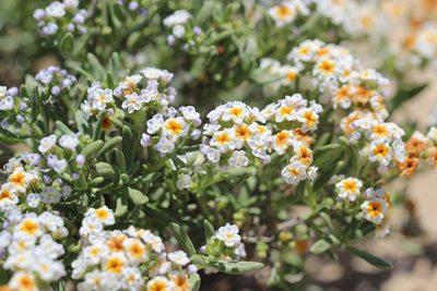 Heliotropium floridum, photographed by Cesar Ormazabal