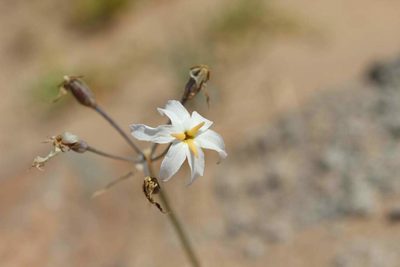Leucocoryne appendiculata, photographed by Cesar Ormazabal
