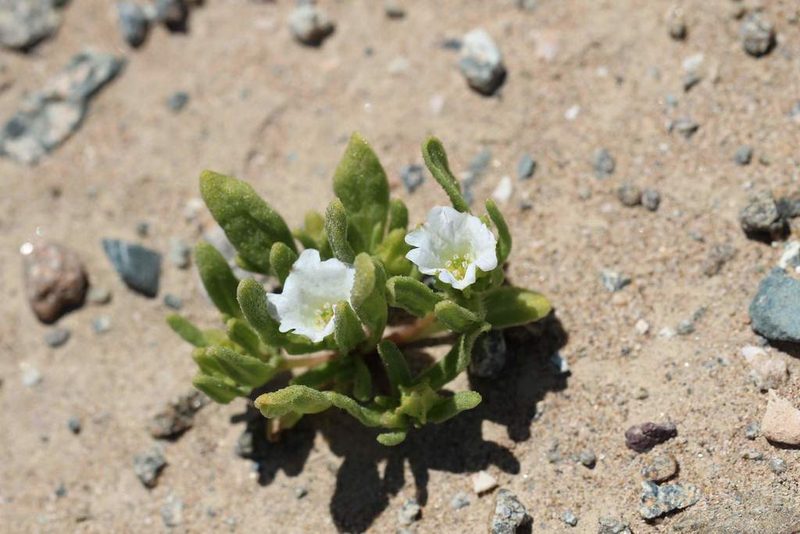 Nolana parviflora, photographed by Cesar Ormazabal