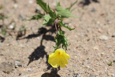 Oenothera coquimbensis, photographed by Cesar Ormazabal