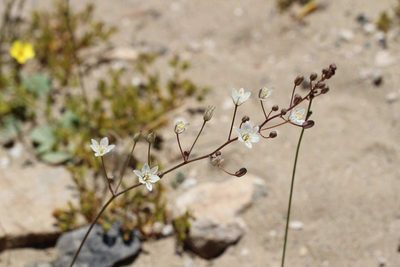 Oziroe biflora, photographed by Cesar Ormazabal